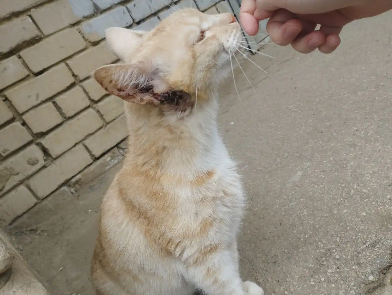 Помощь домашнему коту - Кошки (Животные) в Саратов