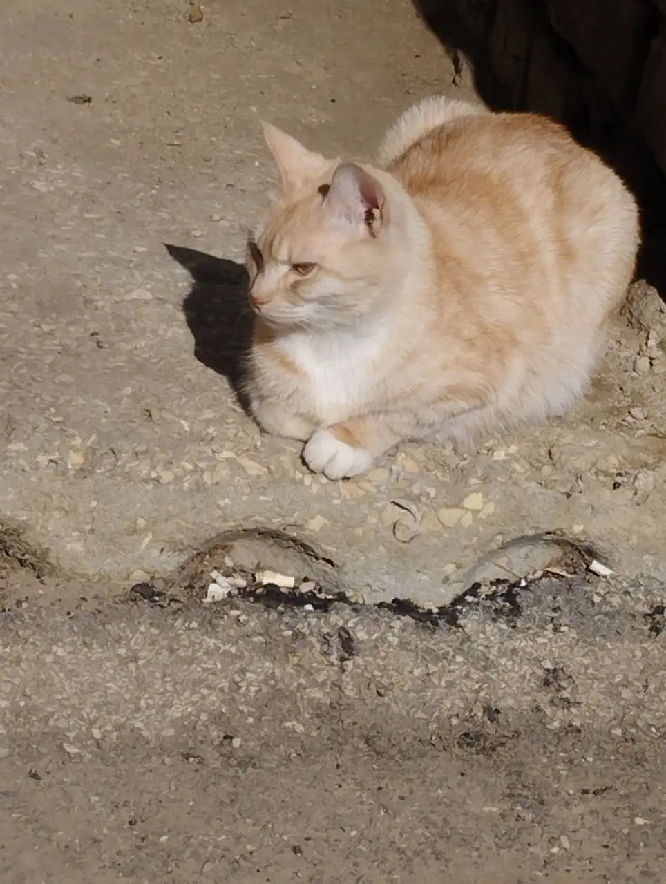 Помощь домашнему коту - Кошки (Животные) в Саратов