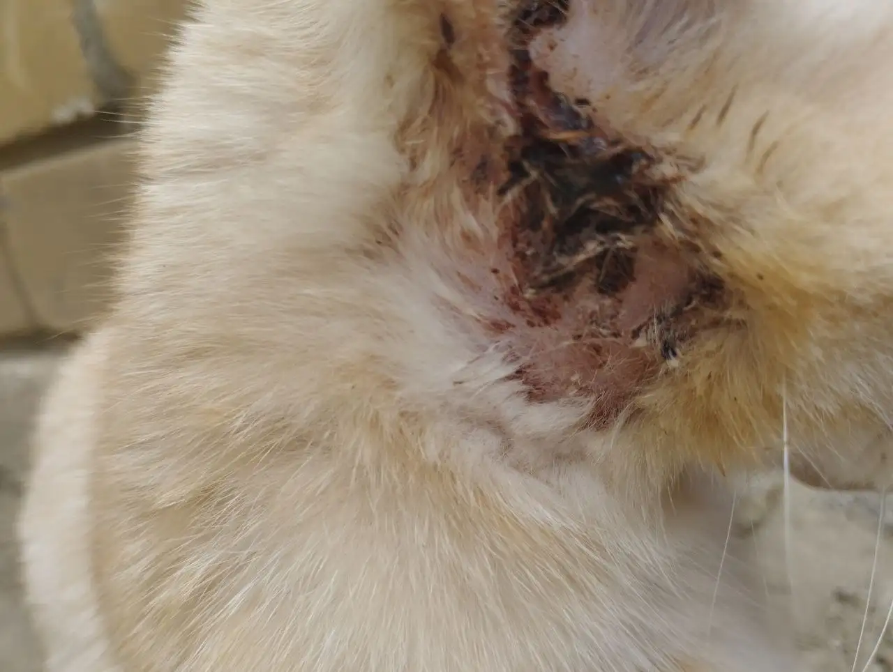 Помощь домашнему коту - Кошки (Животные) в Саратов