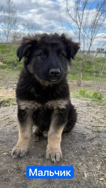 Отдают щенков в добрые руки - частное объявление в Саратов