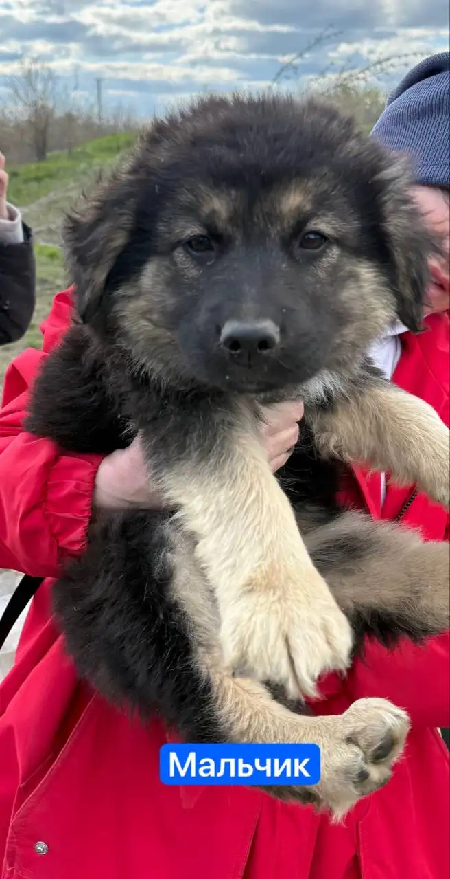 Отдают щенков в добрые руки - Собаки (Животные) в Саратов