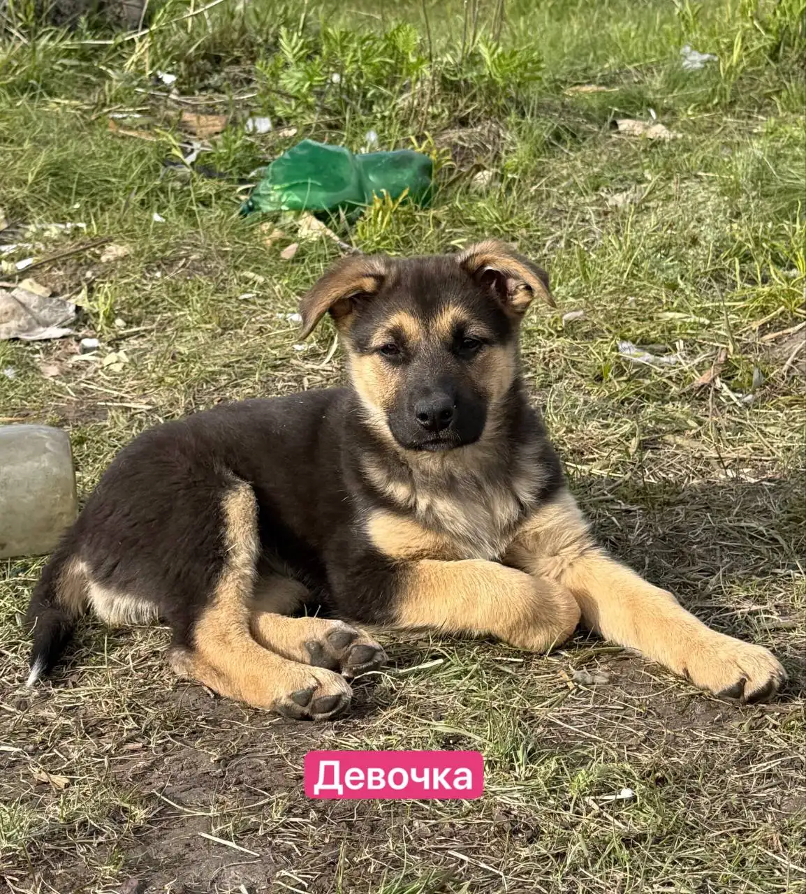 Отдают щенков в добрые руки - Собаки (Животные) в Саратов