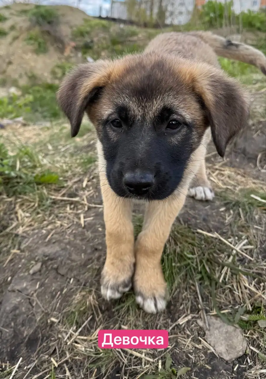 Отдают щенков в добрые руки - Собаки (Животные) в Саратов