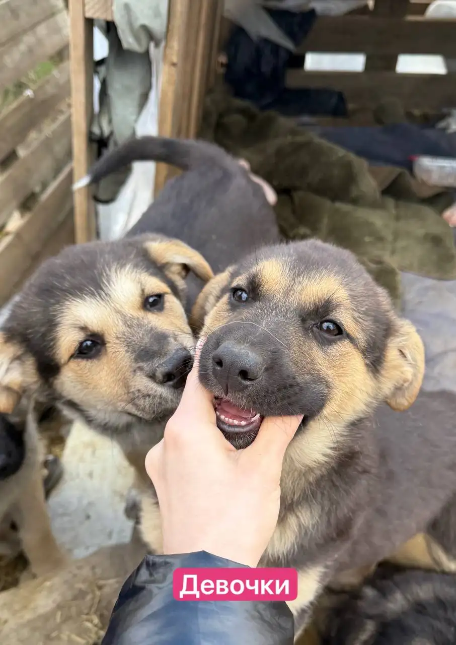 Отдают щенков в добрые руки - Собаки (Животные) в Саратов