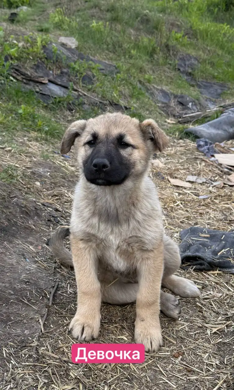 Отдают щенков в добрые руки - Собаки (Животные) в Саратов