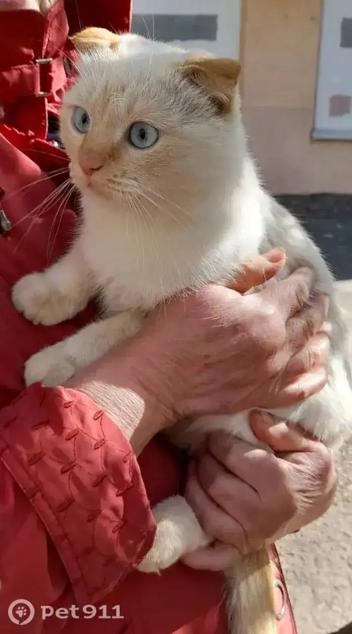 Найдена кошка на Шехурдина - Кошки (Животные) в Саратов