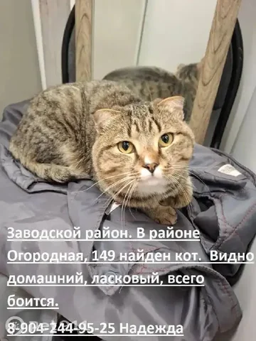 Потеряшки в Саратове - частное объявление в Саратов