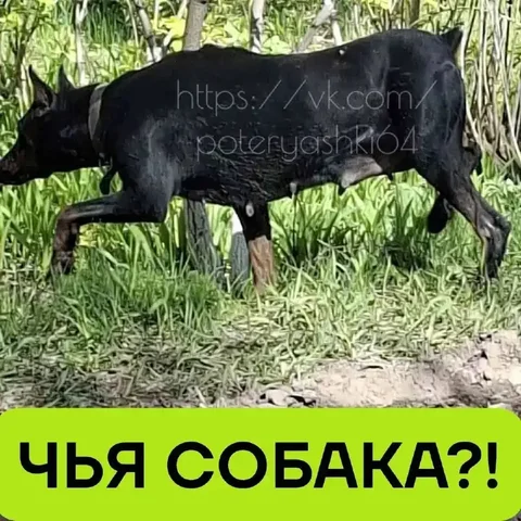 Пропал доберман в поселке Прибрежный - Прочие животные в Энгельс