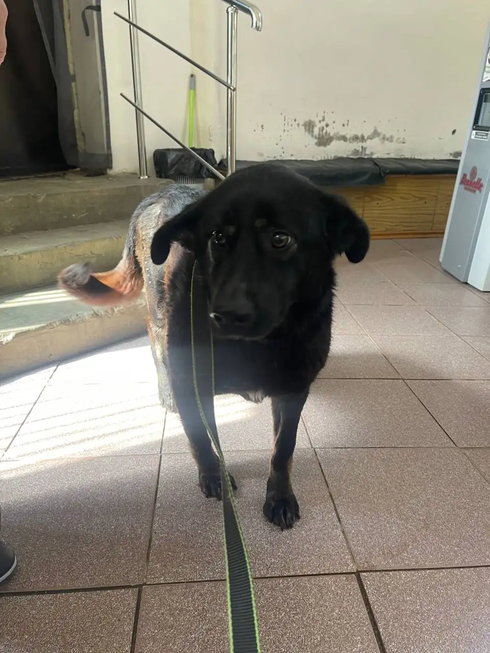 Сбор на лечение кота Кабачка - Животные в Саратов