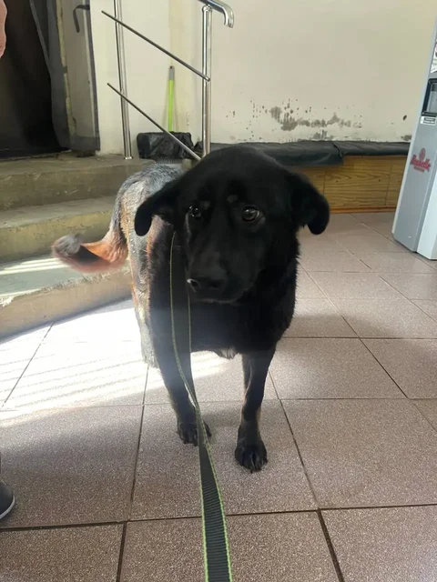 Сбор на лечение кота Кабачка - частное объявление в Саратов