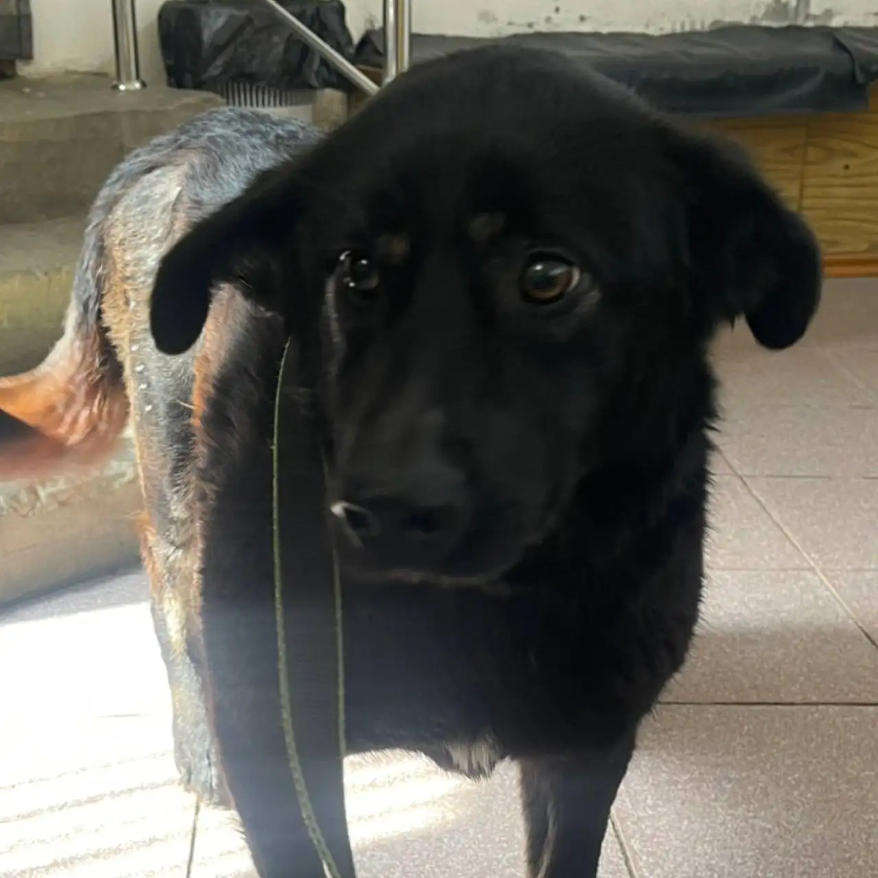 Сбор на лечение кота Кабачка - Животные в Саратов