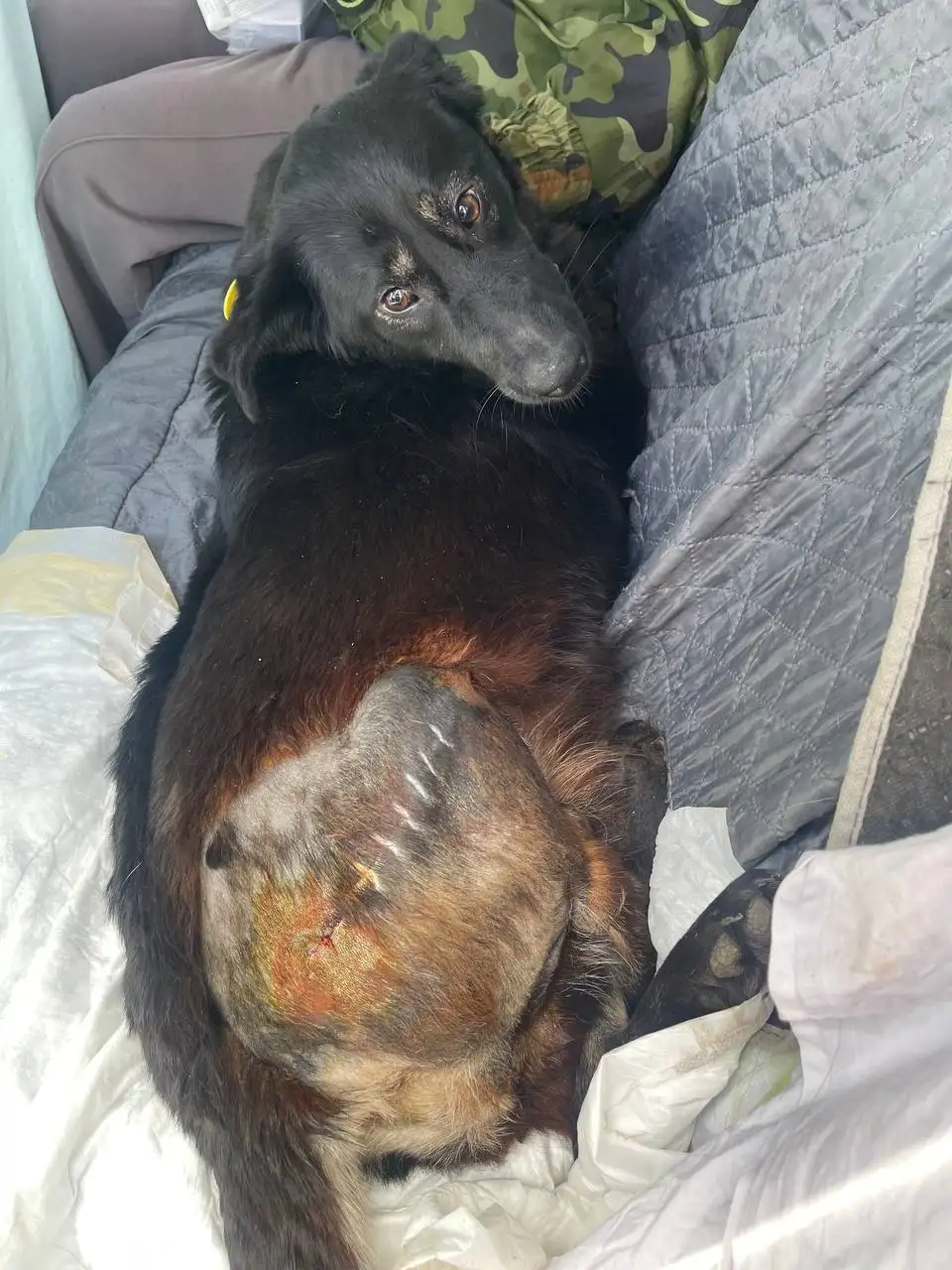 Сбор на лечение кота Кабачка - Животные в Саратов