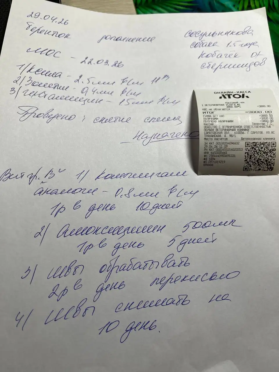 Сбор на лечение кота Кабачка - Животные в Саратов