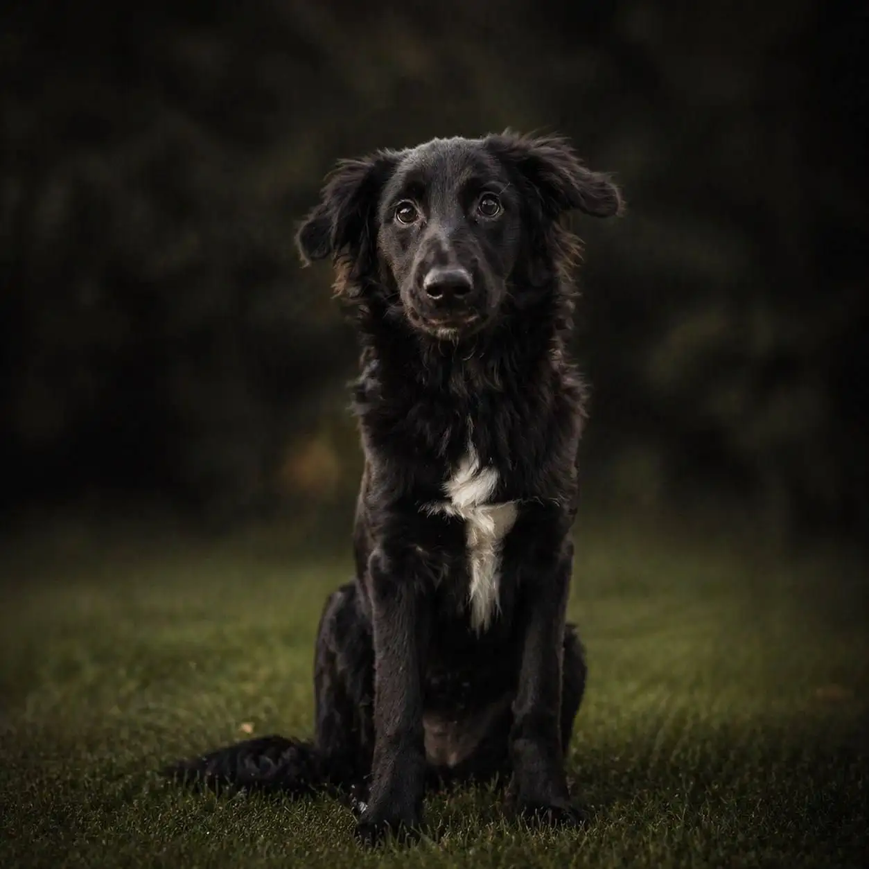 Щенок 6 месяцев ищет дом - Собаки (Животные) в Саратов