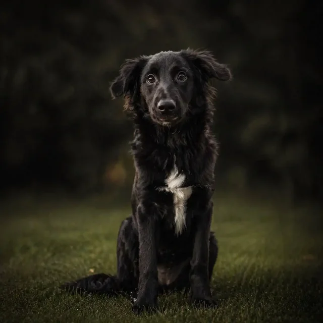 Щенок 6 месяцев ищет дом - частное объявление в Саратов