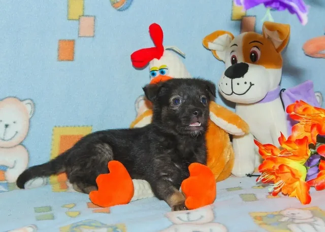 Отдам котят в добрые руки - частное объявление в Саратов