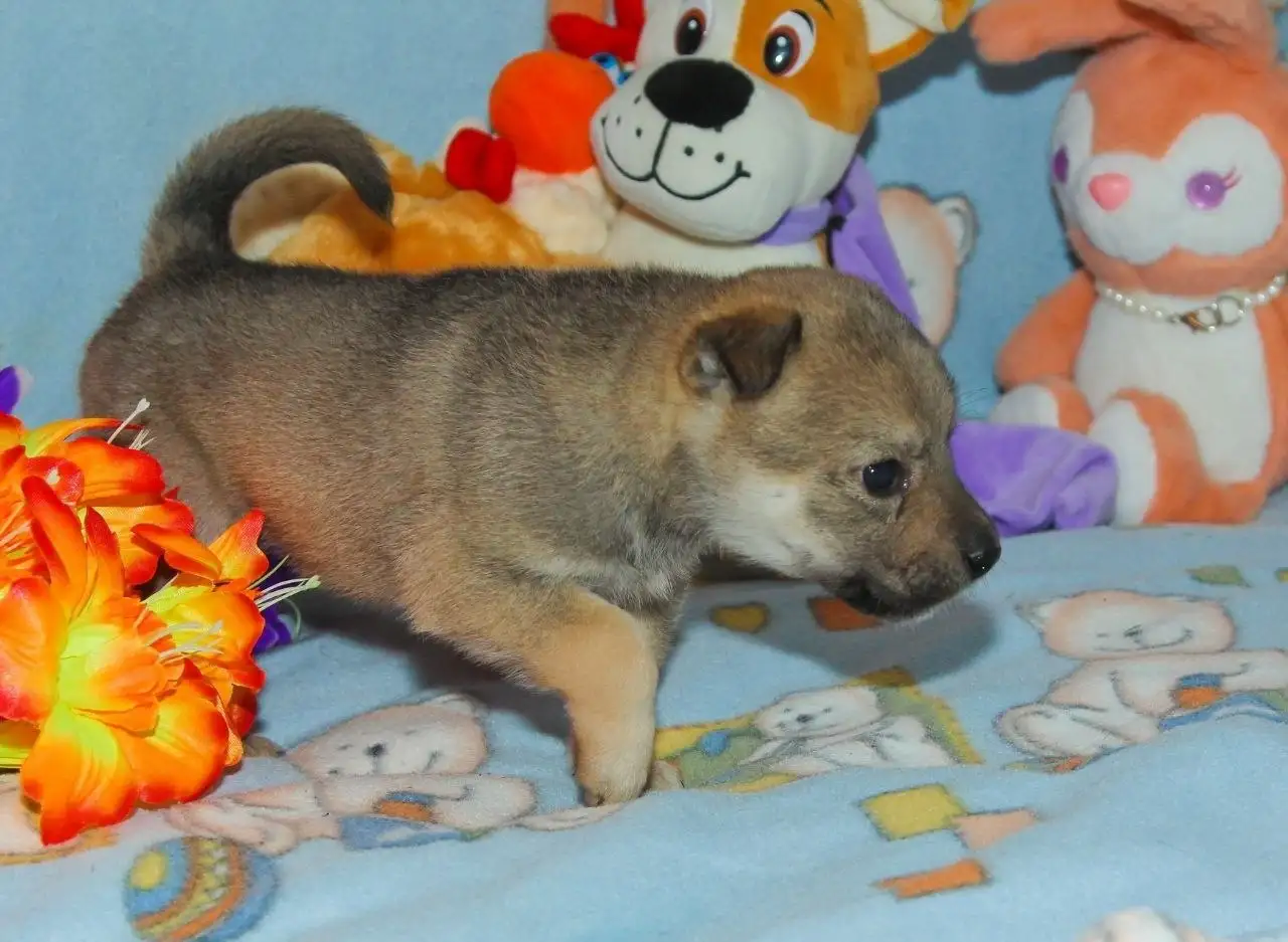 Отдам котят в добрые руки - Кошки (Животные) в Саратов