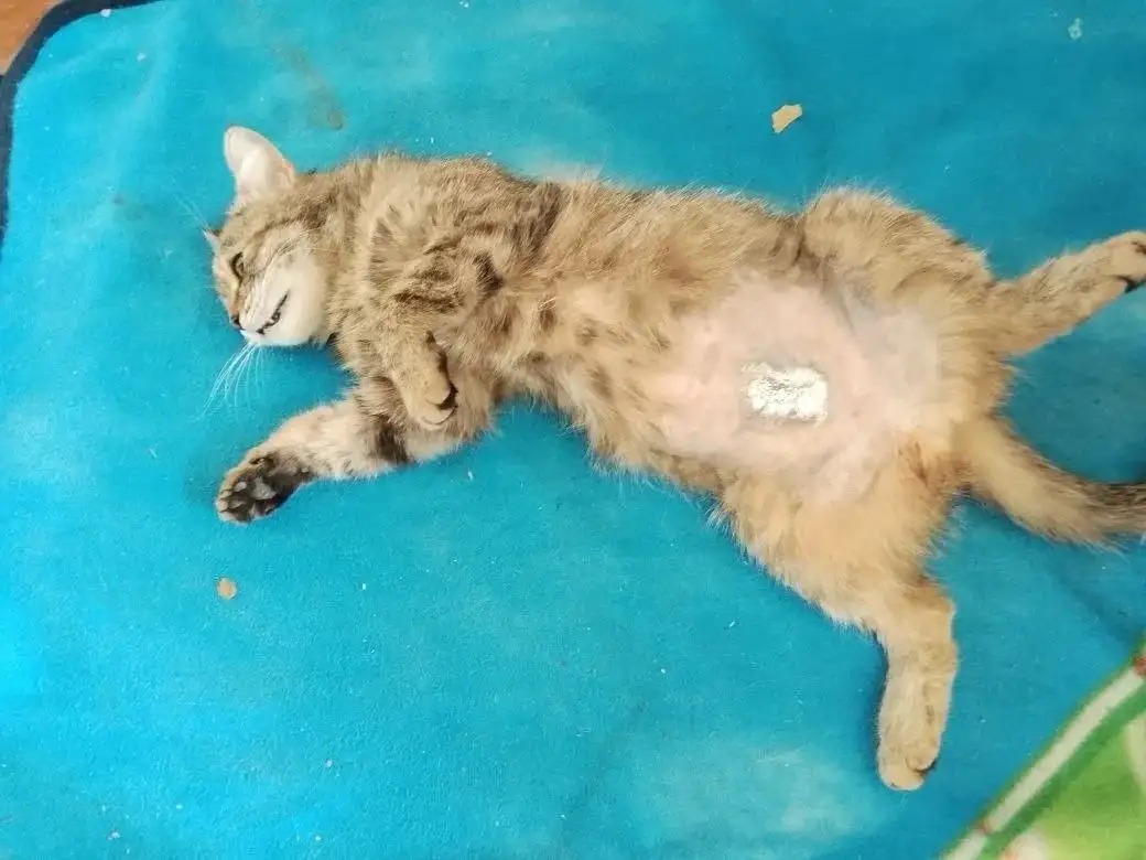 Спасибо за помощь: Люся простерилизована - Кошки (Животные) в Саратов