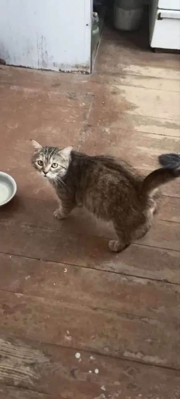 Спасибо за помощь: Люся простерилизована - Кошки (Животные) в Саратов