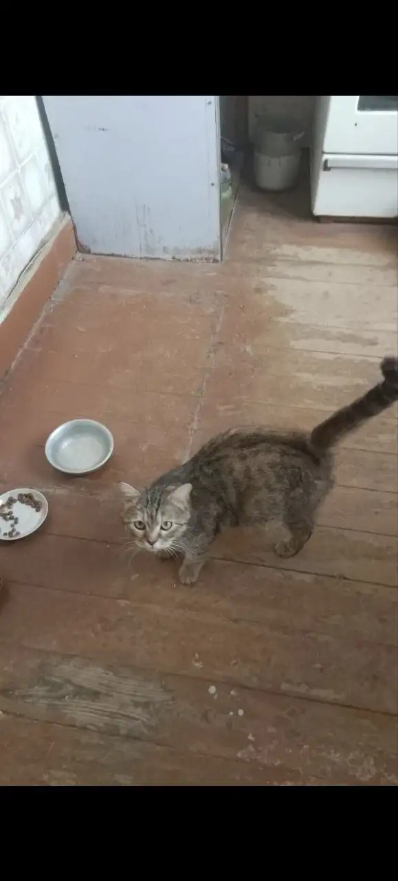 Спасибо за помощь: Люся простерилизована - Кошки (Животные) в Саратов