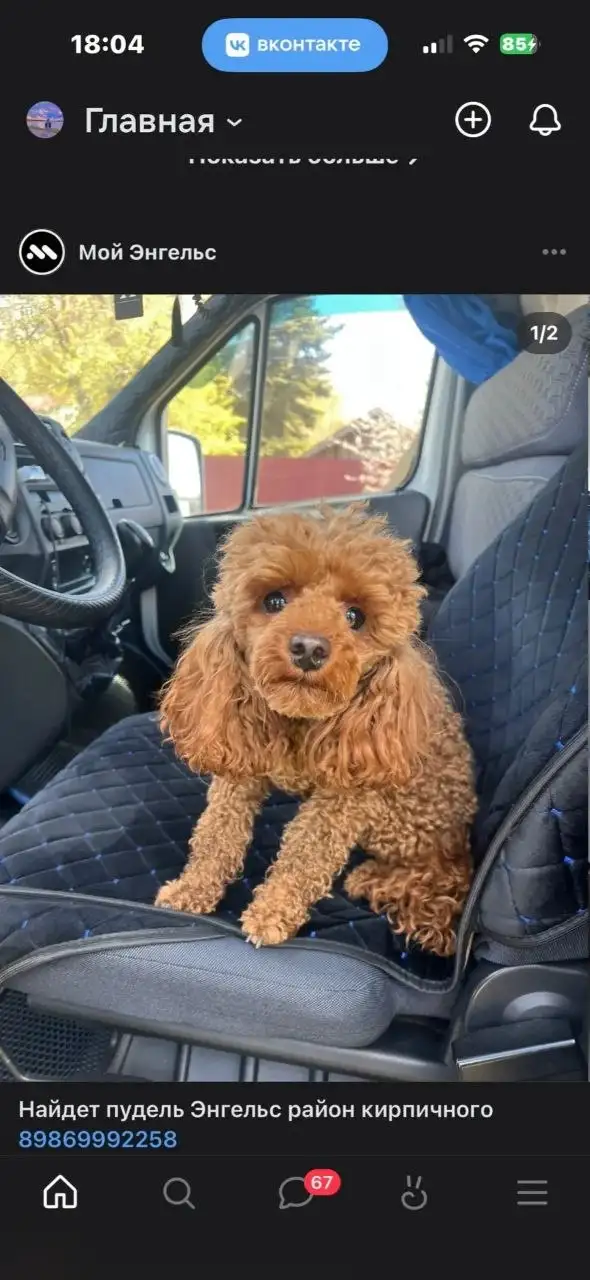 Найден пудель в Энгельсе - Прочие животные (Животные) в Энгельс