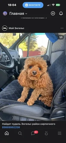 Найден пудель в Энгельсе - Прочие животные в Энгельс
