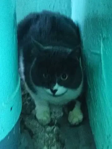 Найдена кошка в Саратове - частное объявление в Саратов