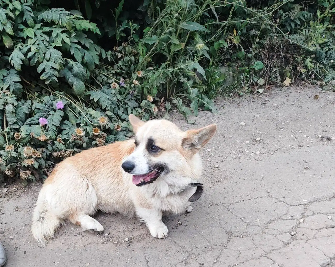 Пропал корги Лари - Потеряшки (Животные) в Саратов