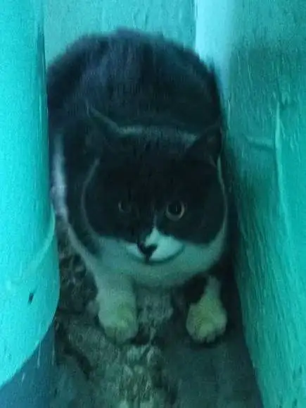 Найдена напуганная кошка в подъезде - Животные в Саратов
