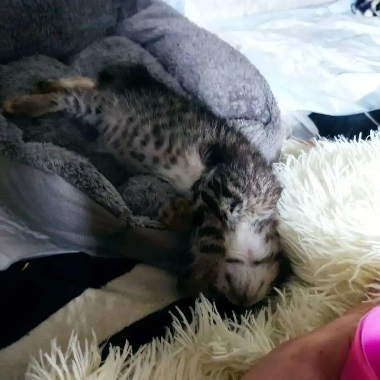 Сбор на вакцины для котят - Животные в Саратов