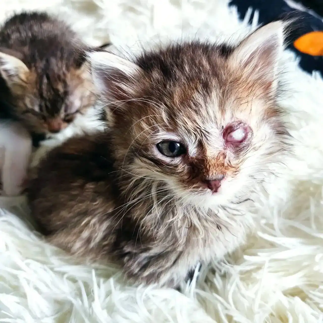 Сбор на вакцины для котят - Животные в Саратов
