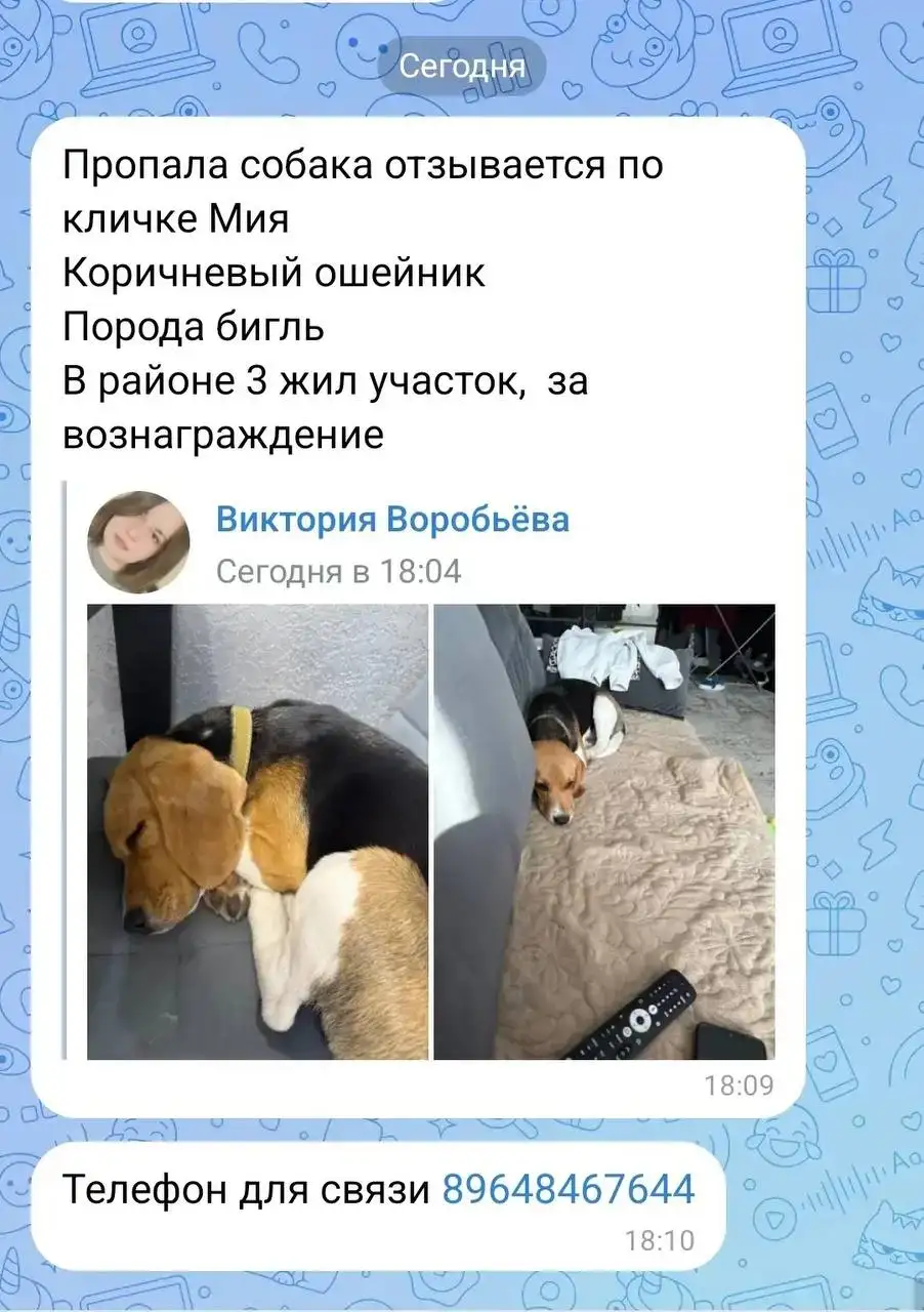 Потерялся бигль - Потеряшки (Животные) в Саратов
