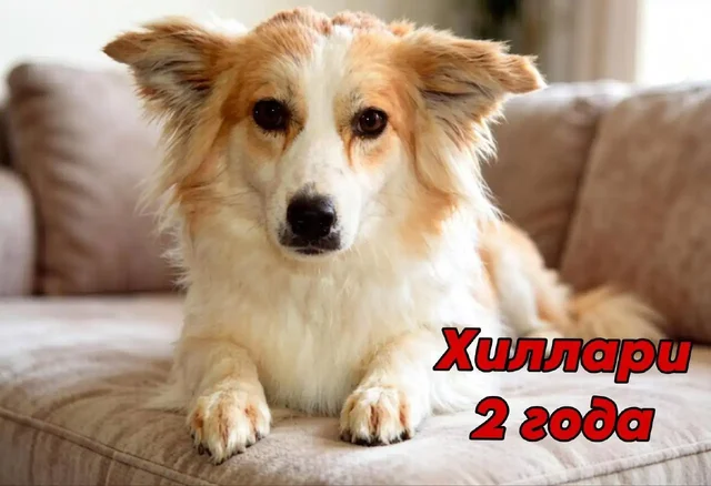 3 собаки Хельга, Хиллари, Ханна ищут дом - частное объявление в Саратов
