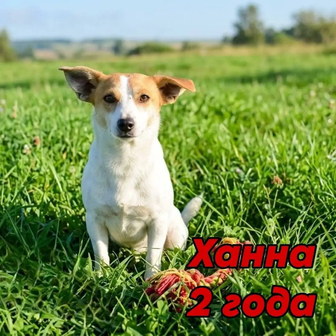 3 собаки Хельга, Хиллари, Ханна ищут дом - Животные в Саратов