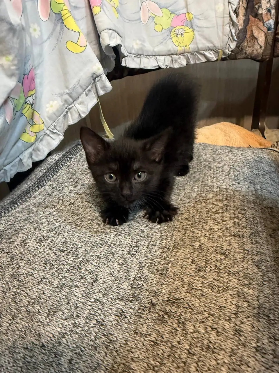 Котенок в добрые руки - Кошки (Животные) в Энгельс