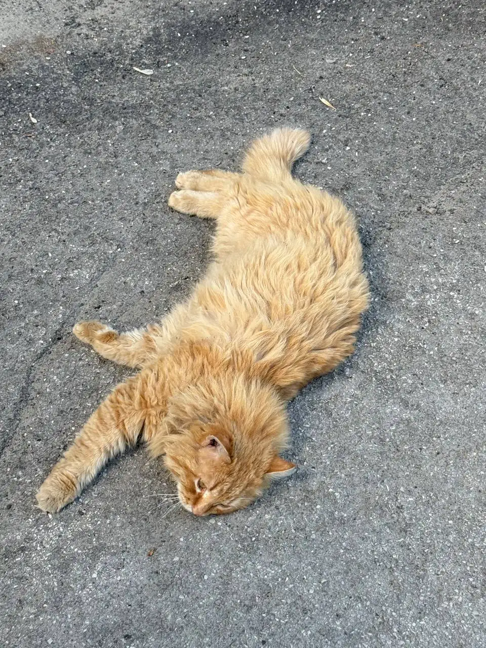 Найден рыжий красавец - Кошки (Животные) в Саратов
