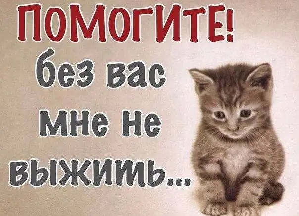 Котёнок со спинальной травмой нуждается в помощи, Полтавская 38а, Энгельс - Кошки (Животные) в Энгельс