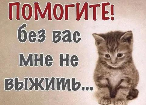 Котёнок со спинальной травмой нуждается в помощи, Полтавская 38а, Энгельс - частное объявление в Энгельс