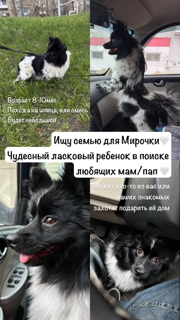 Красотка Мира ищет дом - Собаки (Животные) в Саратов