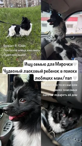 Красотка Мира ищет дом - частное объявление в Саратов