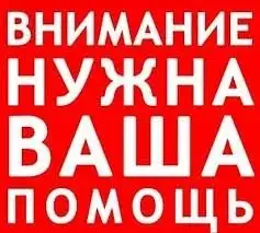 Сбор на лекарство для кошек Киры и Беляша - Благотворительность для животных (Животные) в Саратов