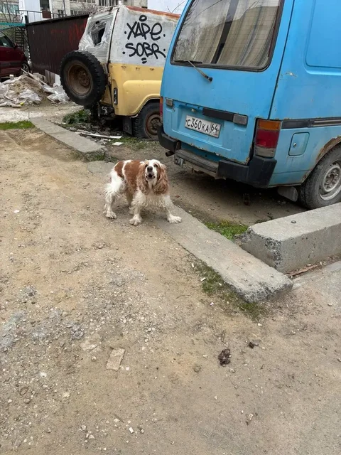 Потерялась собака спаниэль в Саратове - частное объявление в Саратов