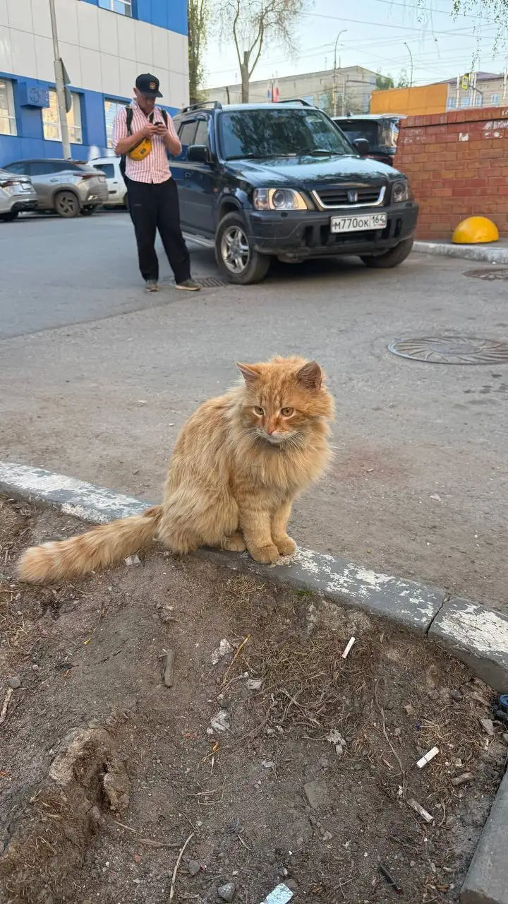 Потеряшка в районе Юридической Академии - Потеряшки (Животные) в Саратов