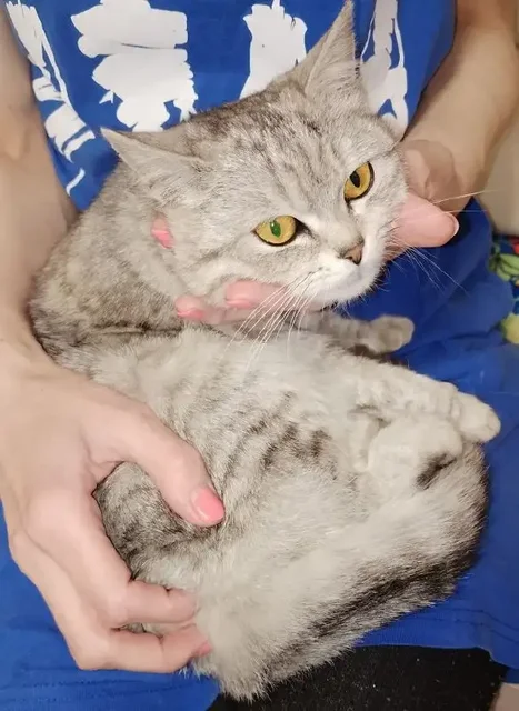 Кошка ищет дом - частное объявление в Энгельс
