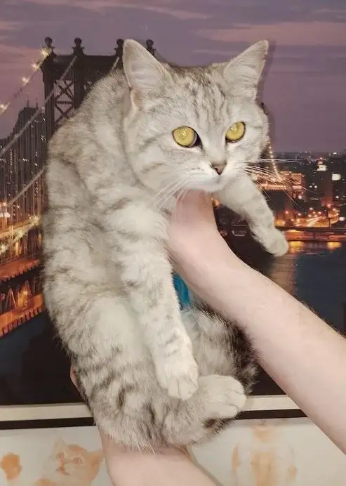 Кошка ищет дом - Кошки (Животные) в Энгельс