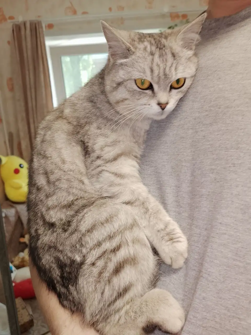 Кошка ищет дом - Кошки (Животные) в Энгельс
