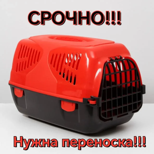 Срочно нужна переноска для кота Сени - Спасение животных в Саратов