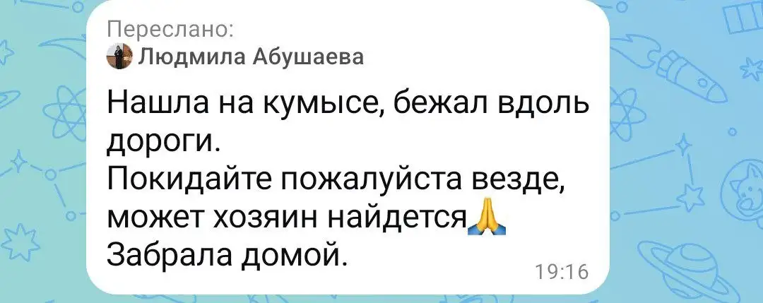 Потеряшка: Кошки, собаки - Потеряшки (Животные) в Саратов