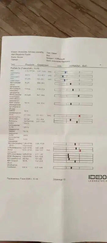 Первичный осмотр животного - Животные в Саратов