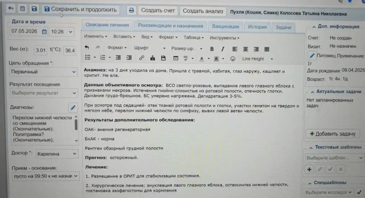 Первичный осмотр избитой кошки - Помощь животным (Животные) в Саратов